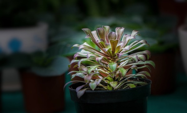 居家养花:掌握这2门小技巧,打理盆栽将变得简单许多