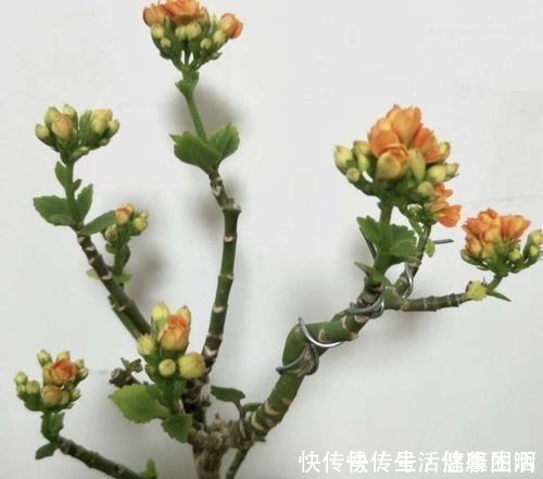 羡慕|长寿花不是小巧一盆,长成一米高的“大老桩”,别羡慕自己也能养!