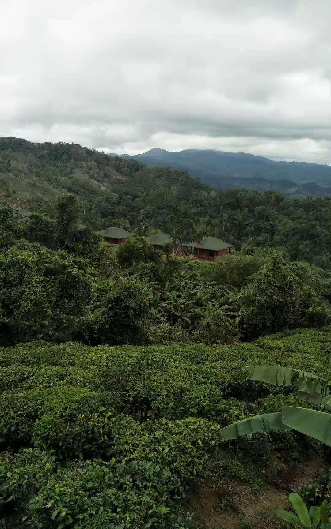 品尝|有的人喝茶为了解渴，有的人则是品尝不同茶叶冲泡出的味道