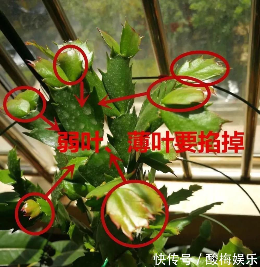 叶片|这3种花“剪一刀”，顺利过冬，来年又能开花了