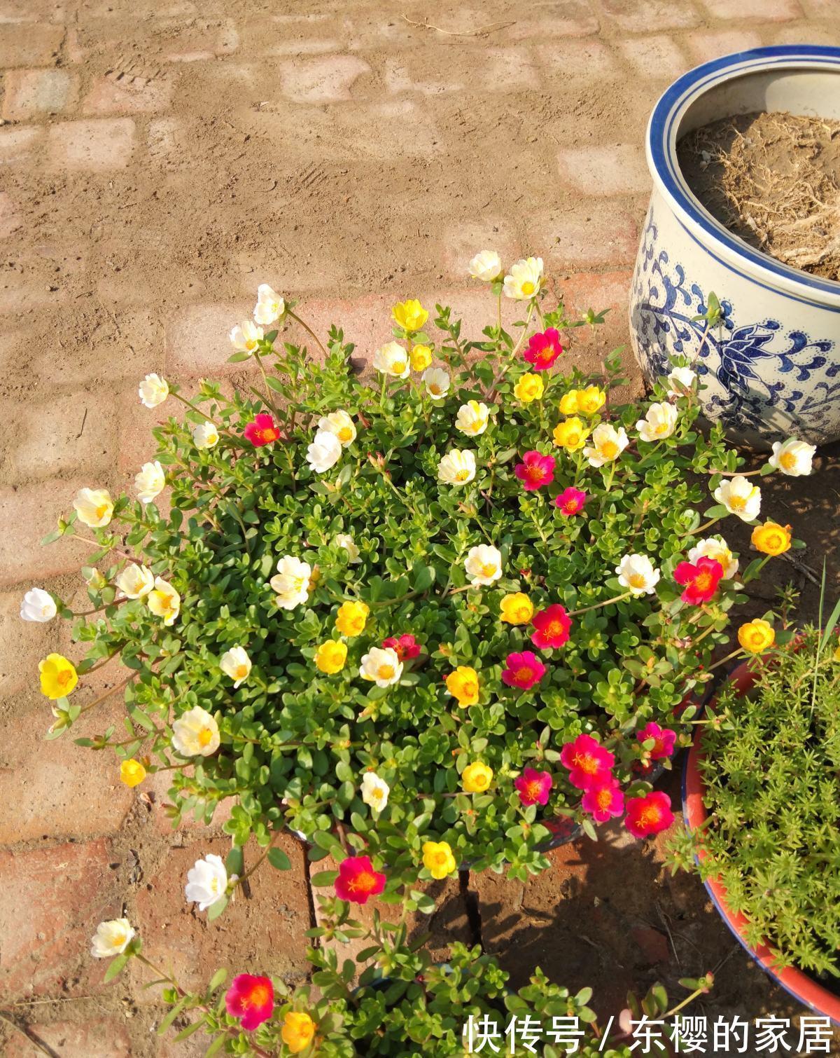 太阳|夏天养护5种花,大太阳下也别躲,越晒越爆盆