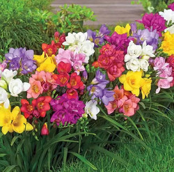 喜欢在家中养花卉,就选花色丰富多样,花期长,人见人爱的3种花