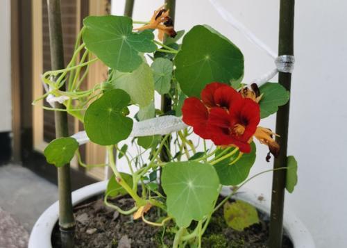 金莲|好看又好养的旱金莲，盆栽抓住这4个要点，花墙、花帘子全有了