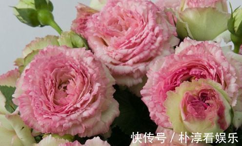 喜欢养玫瑰,那就养“珍稀玫瑰”蕾丝伊甸园,花色浅粉,别致典雅