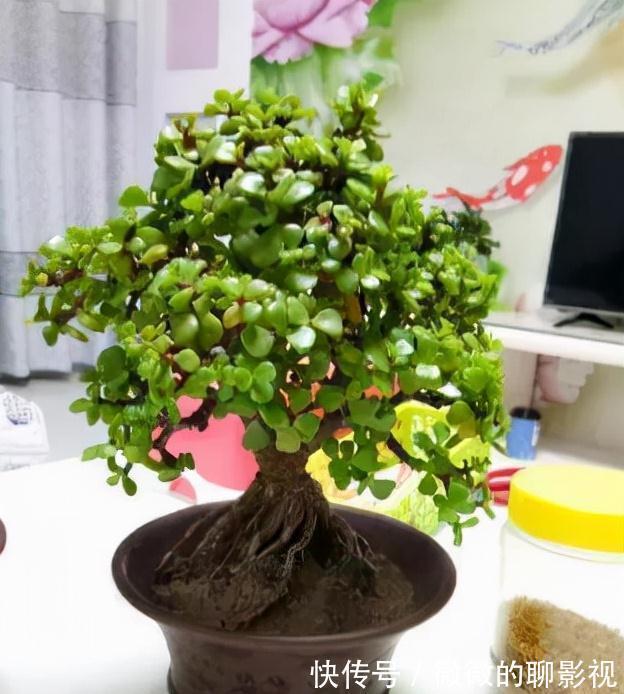 5种公认的富贵花,适合养客厅,贵气又吉祥,有钱人家都爱养