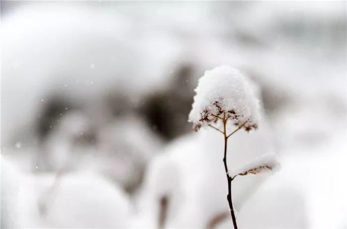  阴气最盛|想寄一朵雪花给你