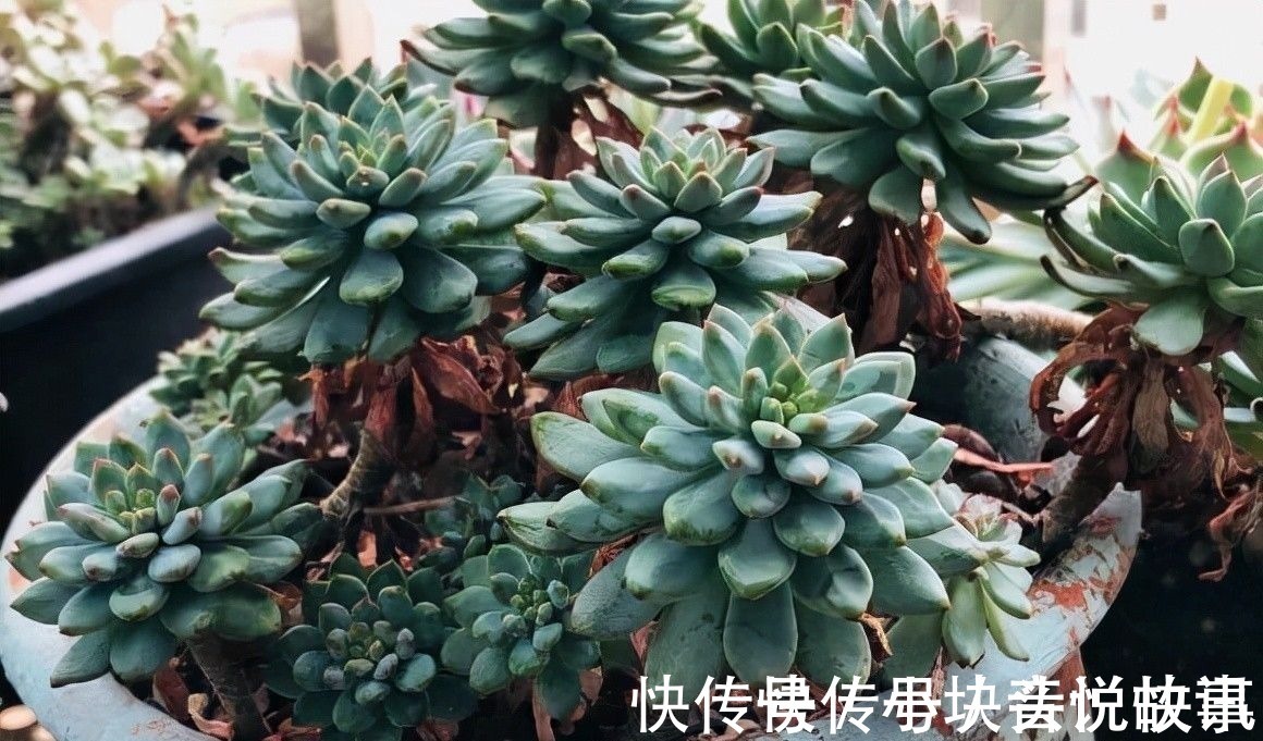 秋天紫外线强度高,多肉在家里也能出状态,早起喷水,有利于变色