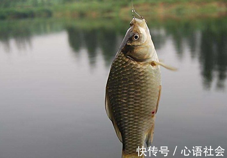 野钓鲫鱼如何巧妙搭配线组,线组的搭配不对一切辛苦全白费!