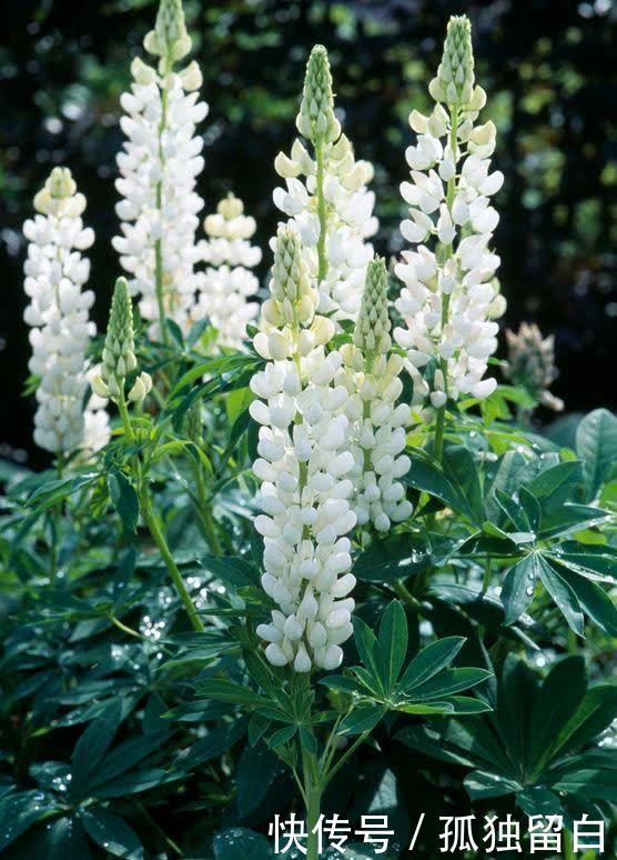 土壤肥料|盆栽的鲁冰花超美,用“五彩斑斓”来形容一点也不过分