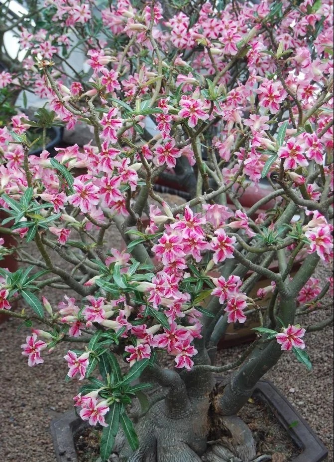 开花|6种漂亮花，都有“大肚子”，吸一次水一个月不浇，天热狂开花