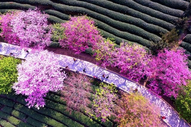 中薪|福建漳平，空中鸟瞰永福镇台品樱花茶园