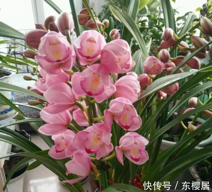 不知道养什么花,不妨试试此四款花,一盆千百朵