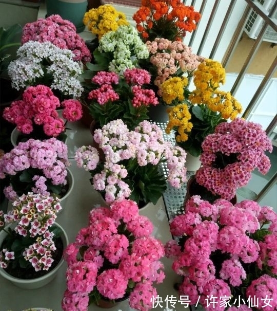 长寿花盛花时却倒伏了？做好这4点，花枝坚挺，花量再大都不怕