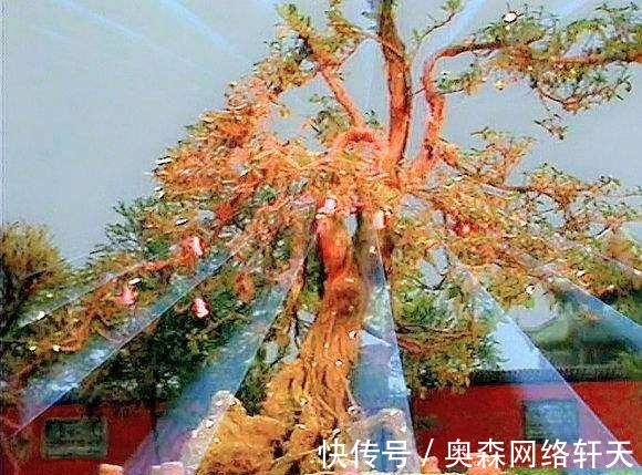 深意|《西游记》镇元子为什么只给唐僧两个人参果？这其中大有深意