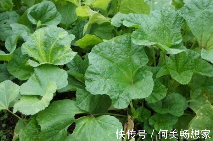 茼蒿|以下农村3种野菜，调胃健脾，抗疲劳，降压补脑，值得多吃