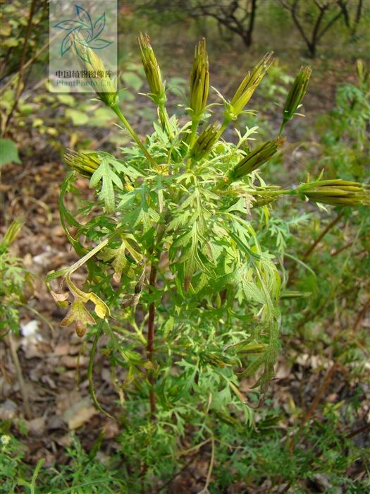  状披针形|刺针草，见过吗？用于感冒发热，咽喉肿痛，肠炎，阑尾炎