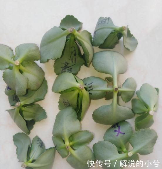 长寿花扦插,学他这样做,1盆能变50盆