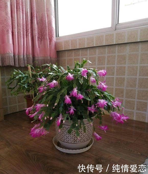 蟹爪兰|王先生把“垃圾”扔盆里,蟹爪兰不黄叶不烂根,花开层层爆满盆