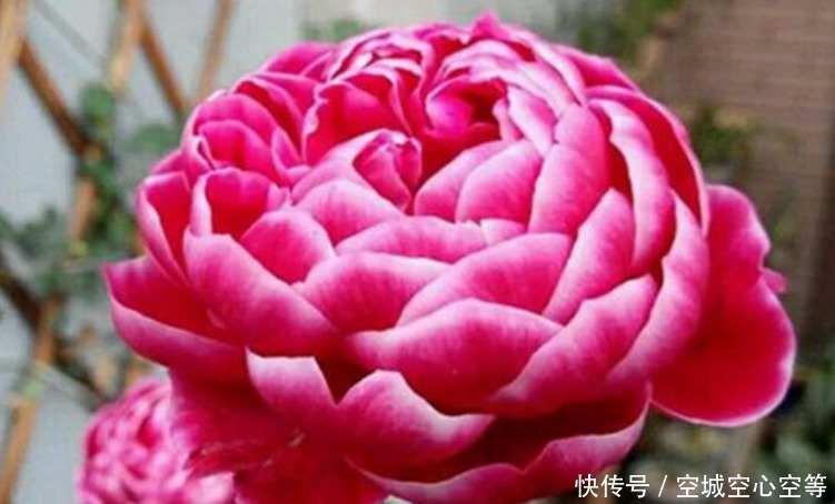 此款花卉，好养易爆盆，花香易打理，养在客厅美极了