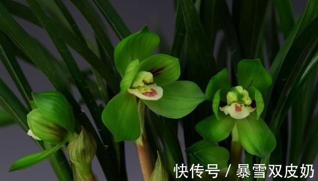 大唐盛世|此兰有着“春兰皇后”之美誉，花型新奇，花香馥郁，好易养活