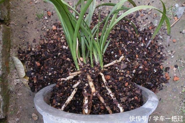 木工厂的“2废料”,是养花好宝贝,垫在花盆底,天天浇水都不怕!