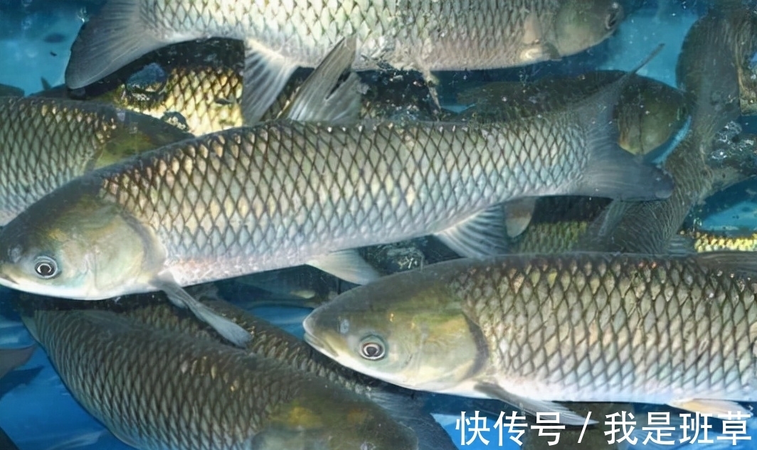 探寻春季养殖新机遇：草鱼苗孵化趋势解读