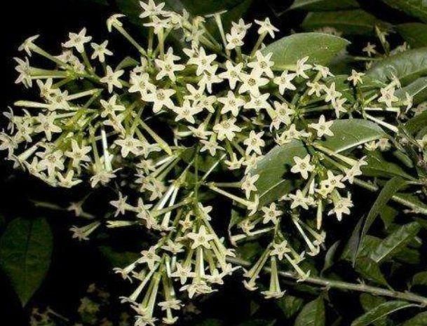 卧室养花,一定避开4种花,虽然开花漂亮,但对身体没好处