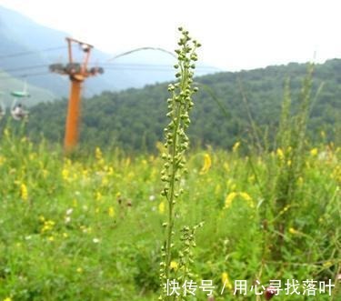 回菊|曾經火遍全國的“寶塔糖”，為何后來看不到了專家給出合理解釋！