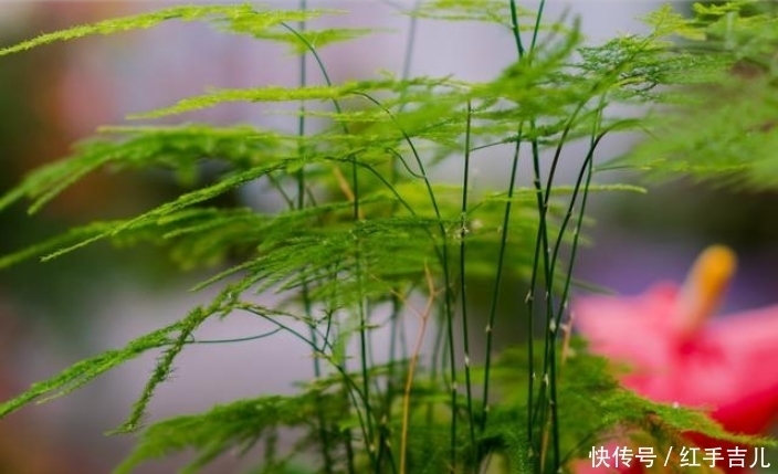 娇贵|都说文竹出了名的难养、娇贵，那么它到底好不好养呢？