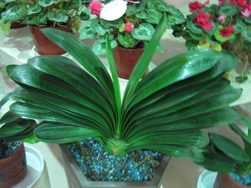 救回来|君子兰烂根“快死了”,别着急扔,一招就能救回来