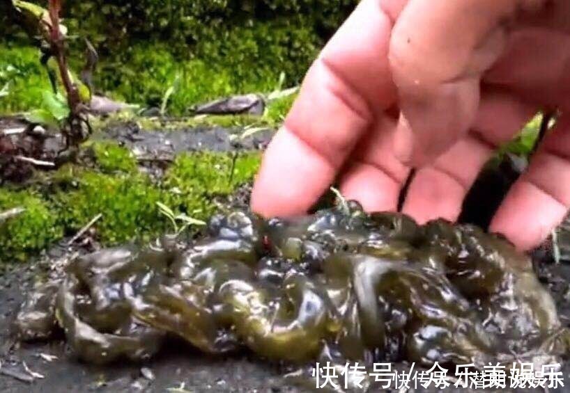 地瓜菜|十个人九个腰疼，每天吃一物，腰不疼了，排毒滋阴，上8楼更轻松