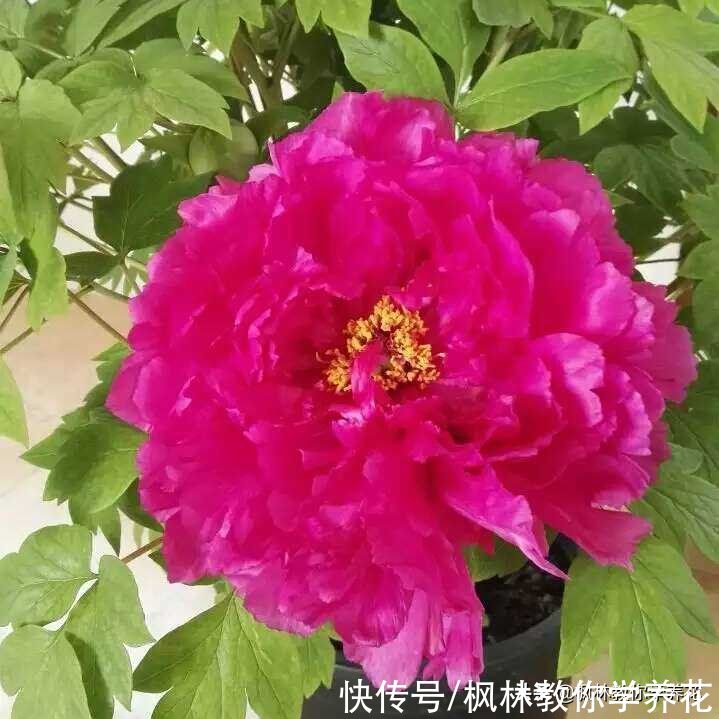 春季花卉市场销量最大的6款开花类盆栽，你知道吗