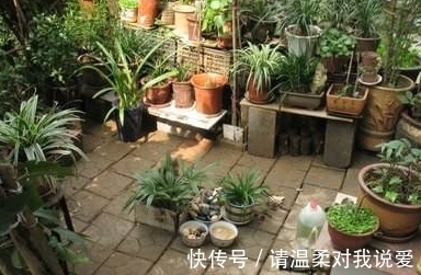 爸爸在院里种盆栽,却结出“鸡蛋”,邻居纷纷来围观