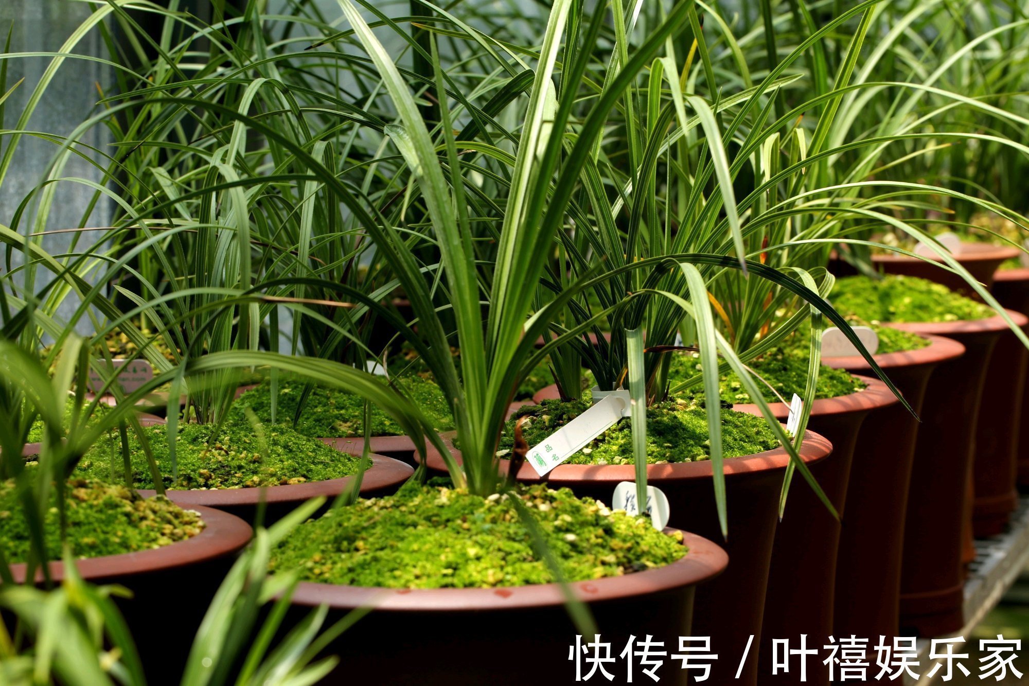 兰花苗|兰花焦尖的6大原因,搞清楚了好对症下药,兰花焦尖不用怕