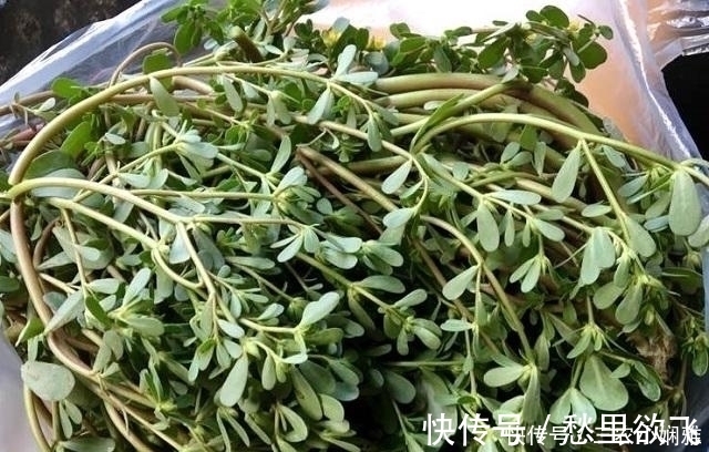 马齿苋|小时候摘它喂鸡鸭,现在被誉为“长寿菜”,一斤10块,抢着要