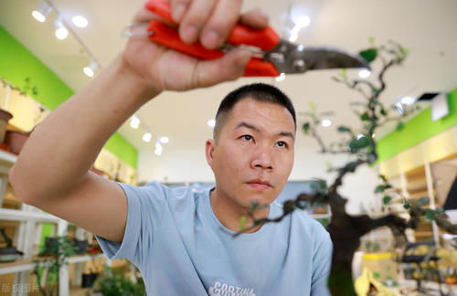 观果盆景金弹子，嫁接的雌雄枝，挂果已经开始慢慢变红了