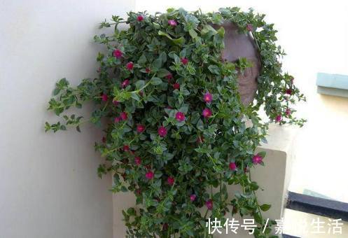 浇水|花都是浇死的1分钟学会如何判断盆土是否需要浇水了