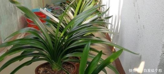 爷爷捡回3种“小东西”来养花,往土里埋“1点”,2年不用施肥!