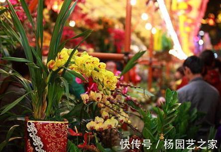 花卉|7月份以后,以下漂亮的花卉,扦插正当时,不仅环境合适生根还快