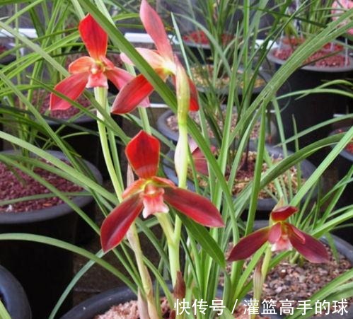 云南下山的这棵不起眼的兰草,后来成了“红素之首”,一起来看看!