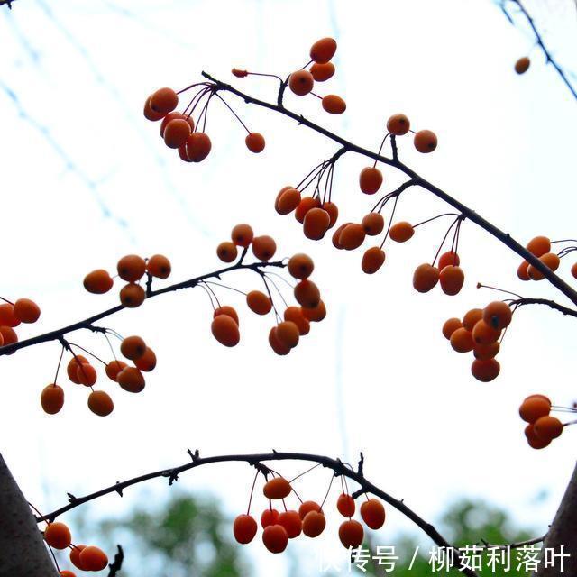 冬日|冬日海棠果!