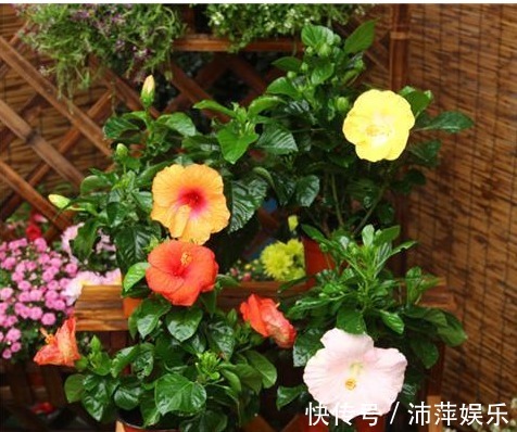 红花酢浆草|开花不断的5种花卉,赏花又闻香,花期超长,漂亮又好养!