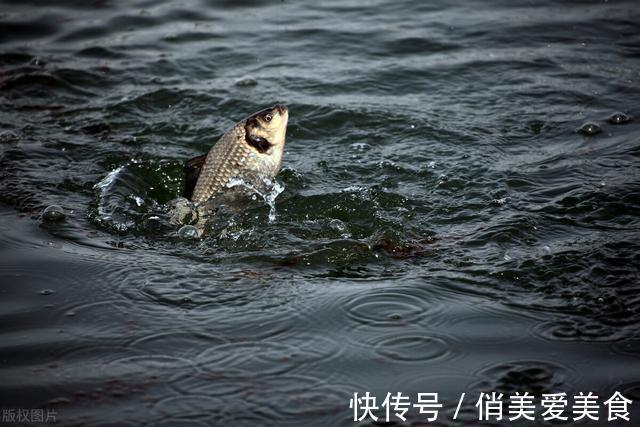 酒味|不用红虫和蚯蚓,斤鲫连续上岸,它是钓大鲫鱼的“利器”