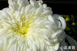 白鹅|喜欢菊花，不如养盆“菊中珍品”白鹅卧雪，似洁白雪花，清奇秀丽