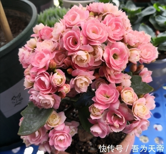 花盆|长寿花有“4喜3怕”，避开小坑，快速开花一大片，太省心了