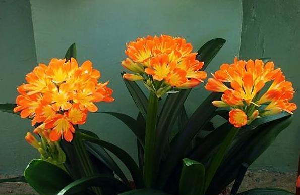 养护君子兰,学会“3个”浇水“小窍门”,满盆长满“大白根”