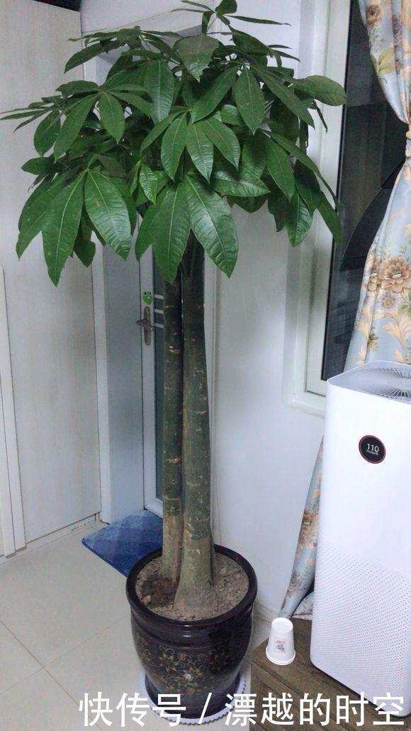 植株|3种花自带“财气”，家里养一盆，财源广进、日子越来越红火