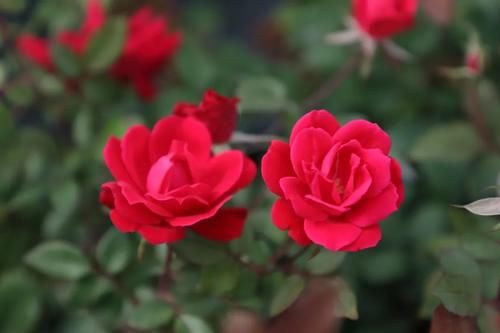 看完文章才知道,中国月季不止今天的美丽,还有辉煌的曾经