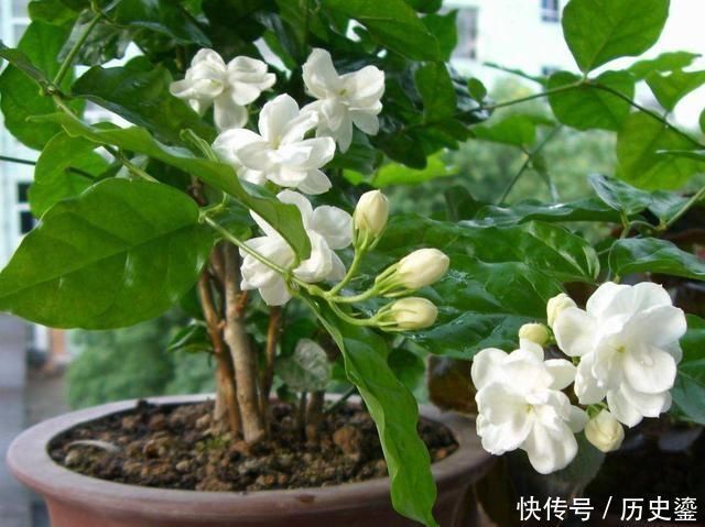 夏季|夏季养茉莉最合适,刚回家这样处理,不枯萎花量翻倍