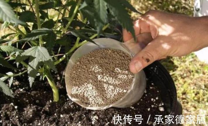 烂根|养花必备3种大补肥，专治黄叶烂根不开花，新手都来来学学